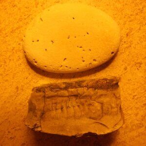 Twin Treasures of Time: Fossil & Pumice from South Texas.